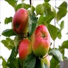 Omenapuu - Malus domestica Siloposken kaunotar 150-200