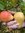 Makuisa kesäpäärynä - Pyrus communis `Lada` 150-200