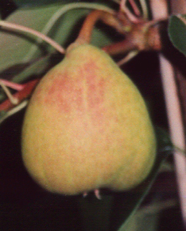 Päärynä - Pyrus communis `Aune` 150-200