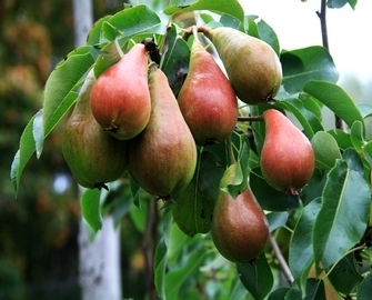 Päärynä - Pyrus communis `Pepi` 150-200