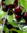 Pensaskirsikka - Prunus cerasus Suklaakirsikka (pensas) 30-50