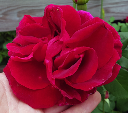 Kanadalainen ruusu - Rosa 'Cuthbert Grant'
