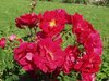 Kanadalainen ruusu - Rosa `Henry Kelsey` C4
