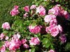 Kanadalainen ruusu - Rosa `Morden Centennial` C3