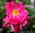 Kanadalainen ruusu - Rosa `William Baffin` C4
