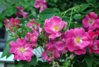 Kanadalainen ruusu - Rosa 'William Baffin' C3