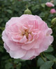 Ryhmäruusu - Rosa `Bonica` C3