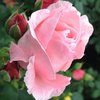 Ryhmäruusu - Rosa `Queen Elisabeth` C3