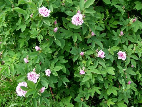 Onni Onnenruusu - Rosa centifolia `Onni`