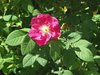 Valamonruusu - Rosa Gallica 'Splendens'