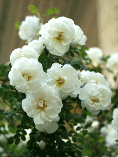 Juhannusruusu - Rosa pimpinellifolia `Plena`