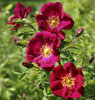 Pimpinellaruusu - Rosa pimpinellifolia `Tove Jansson`