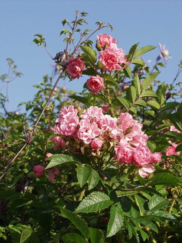 Neilikkaruusu - Rosa 'Pink Grootendorst'