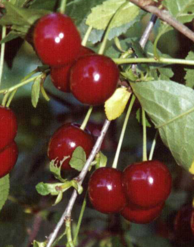 Hapankirsikka - Prunus cerasus `Huvimajan kuulasmarja` 150-200
