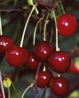 Hapankirsikka - Prunus cerasus `Varjomorelli` 150-200