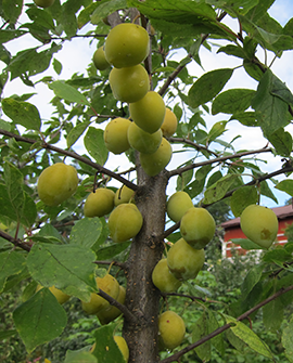 Luumu - Prunus domestica Laatokan Helmi 150-200