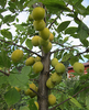 Luumu - Prunus domestica Laatokan Helmi 150-200