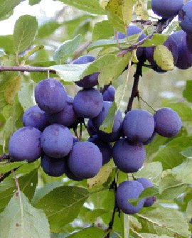 Luumu - Prunus domestica `Sinikka` 150-200