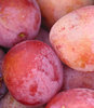 Luumu - Prunus domestica `Victoria` 150-200