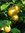 Herkkuluumu - Prunus cerasifera Pietarin Lahja 150-200