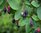 Saskatoon - Amelanchier alnifolia 'Smoky' C3