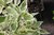 Laikkukirjokanukka - Cornus alba `Elegantissima` C3