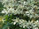Laikkukirjokanukka - Cornus alba `Elegantissima` C3