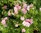 Pensashanhikki, vaaleanpunainen - Dasiphora fructicosa `Lovely Pink` C2