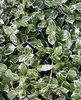 Suikerosorvarinpensas - Euonymus fortunei `Emerald Gaiety` C2