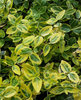 Suikerosorvarinpensas - Euonymus fortunei `Emerald Gold` C2