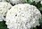Pallohortensia - Hydrangea arborescens 'Annabelle'  C4