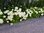 Pallohortensia - Hydrangea arborescens 'Annabelle'