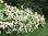 Syyshortensia - Hydrangea paniculata `Grandiflora`