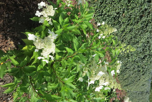 Pikkusyyshortensia - Hydrangea paniculata 'Kyushu'