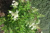 Pikkusyyshortensia - H. paniculata `Kyushu`