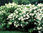 Kuutamohortensia - Hydrangea paniculata `Praecox` C3
