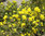 Mahonia - Mahonia aquifolium C3