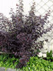 Purppuraheisiangervo - Physocarpus opulifolius `Diabolo` C3