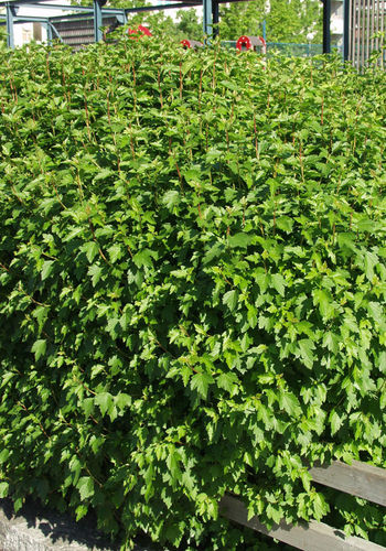 Taikinamarja - Ribes alpinum