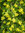 Kultaherukka - Ribes aureum C3