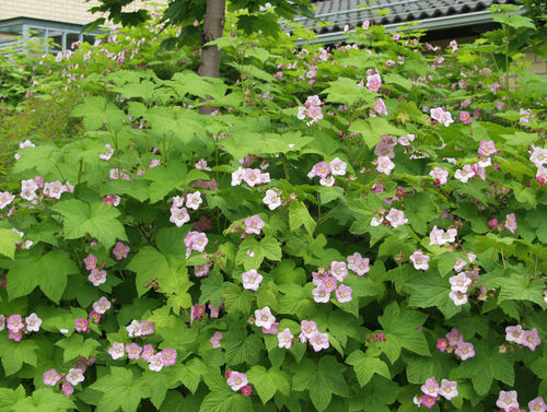 Tuoksuvatukka - Rubus odoratus C3