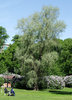 Hopeasalava - Salix alba `Sibirica` C3