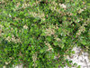 Peittopaju - Salix x aurora `Tuhkimo` C2