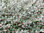 Paljakkapaju - Salix glauca var. callicarpa `Haltia`