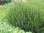 Kääpiöpunapaju - Salix purpurea `Nana` C2
