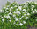 Angervo, Koivuangervo - Spiraea betulifolia 'Tor' C3