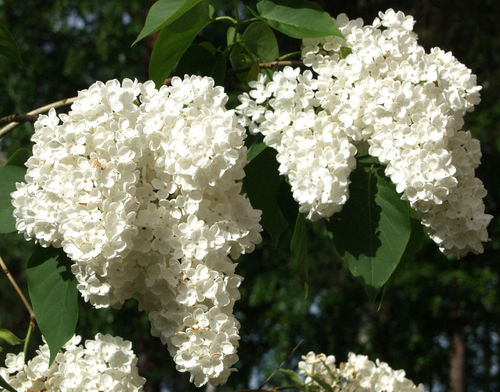 Pihasyreeni Valkoinen - Syringa vulgaris `Alba` C7,5 EXTRA-SUURI