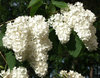 Pihasyreeni Valkoinen - Syringa vulgaris `Alba` C7,5