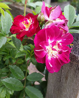 Köynnösruusu - Rosa `Perennial Blue`