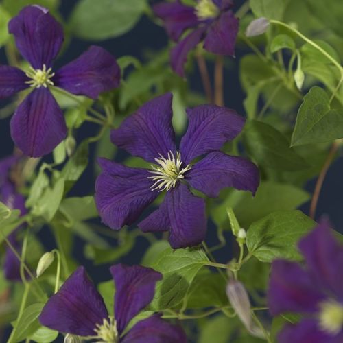 Tarhaviinikärhö - Clematis viticella `Etoile Violette`